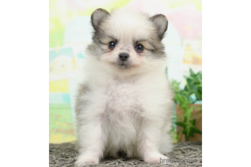 成約済の千葉県のポメチワ:ポメラニアン×チワワ-226443の4枚目